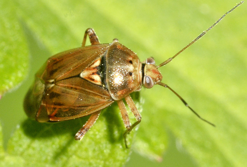 Miridae: Lygus sp.